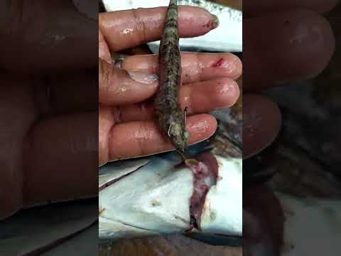 Video: Bagaimana cara menangkap ikan houndfish?