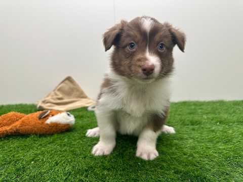 Video Australische Herder