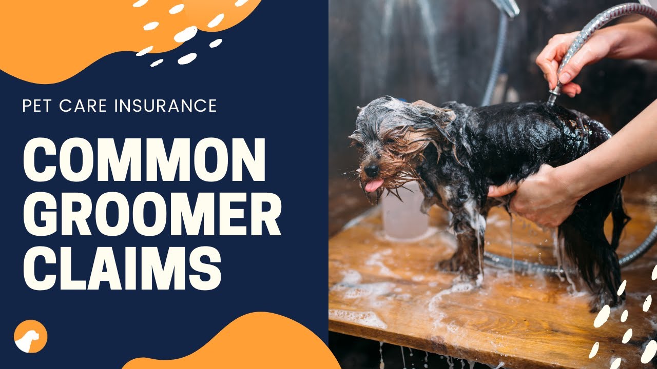Common Pet Groomer Insurance Claims YouTube