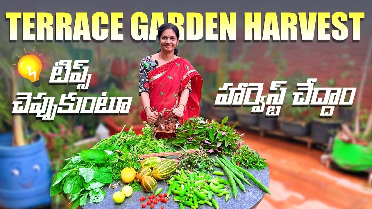 Terrace Garden Harvest/ ఇప్పుడు మన మిద్దె తోటలో ఇవి పెరుగుతున్నాయి @MADGARDENER