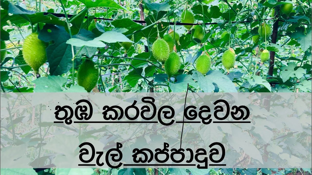 තුඹ කරවිල වගාවේ දෙවන වැල් කප්පාදුව