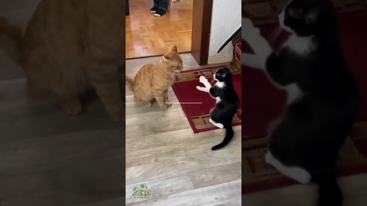 Animali divertenti, teneri, belli ed amorevoli. Natura e Fauna. S 