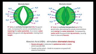 Transpiration. OCR A A-Level Biology Revision 3.1.3 Transport in plants