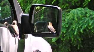 Crazy Eastern Bluebird VS Truck Mirror