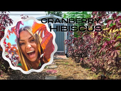 Video: Cranberry Hibiscus Cranberry Hibiscus Yêu cầu trồng
