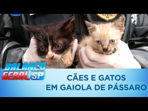 Vídeo: Os animais devem ser mantidos em gaiolas?