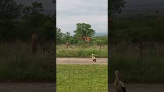 Ballet de cigognes,regardez bien il y en a 3 différentes.Elles ne partagent pas leurs vers de terre.