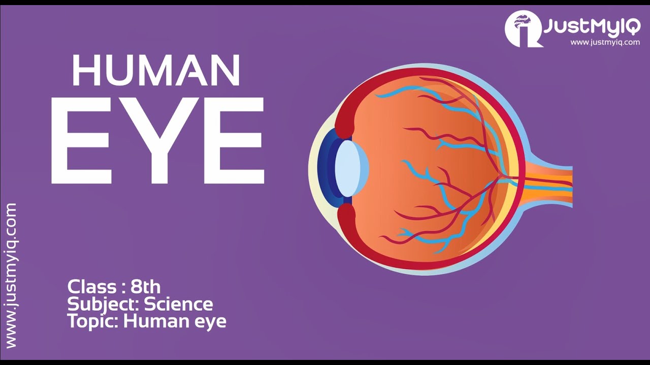 The Human Eye – Structure and Function - YouTube
