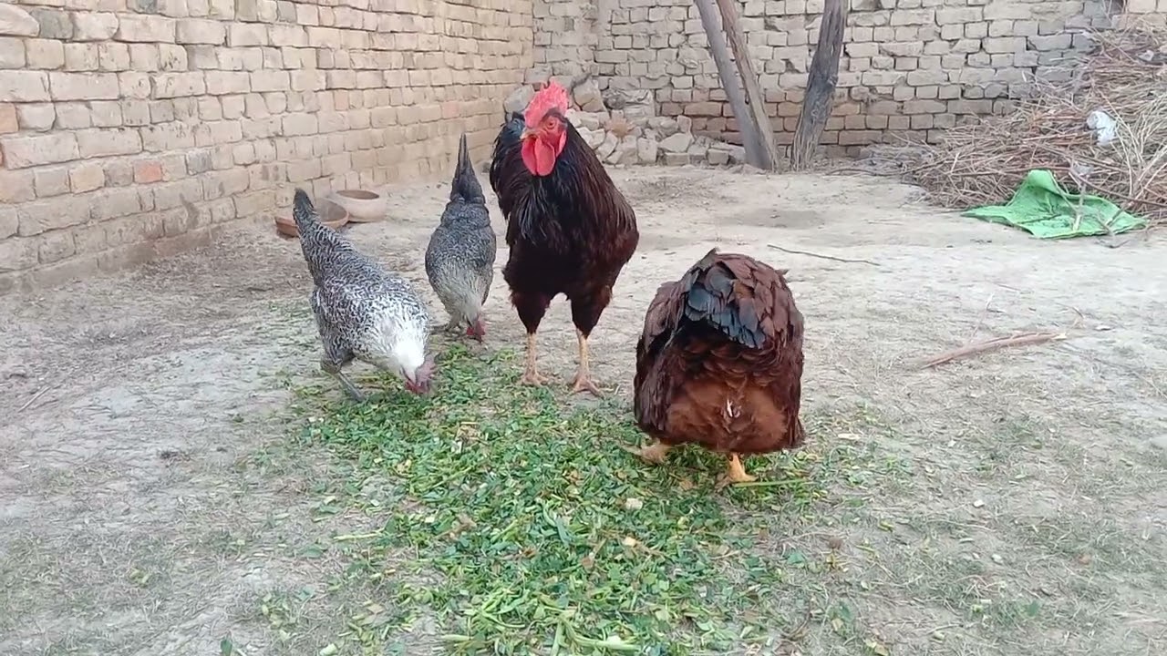 Rhode island RIR Pair 