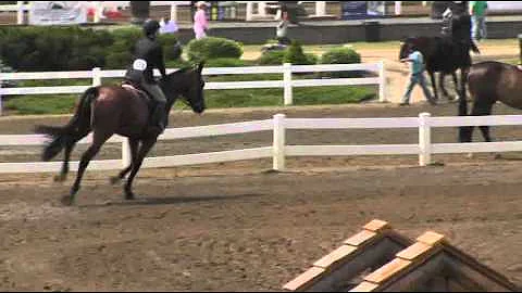 Video of ELLIE DE SHALIMAR ridden by CHRISTINA ANT...