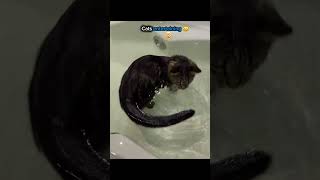 Cats entertaining ☠️💀💯🤯 #ranking #cat #top10 #animals #ranked #cute #funny #viral #memes