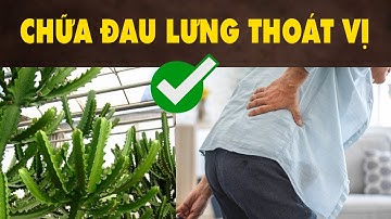 Bật Mí Cách Chữa Đau Lưng Thoát Vị Đĩa Đệm Nhanh Chóng Và Hiệu Quả Bằng Cây Xương Rồng | HYT3