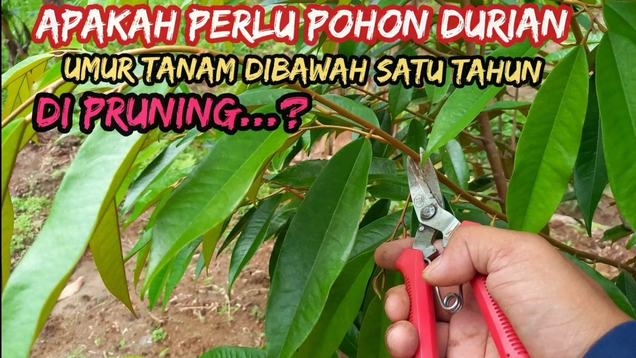 Apakah Boleh Pohon Durian Usia Tanam di Bawah Satu Tahun di Pruning atau di Pangkas