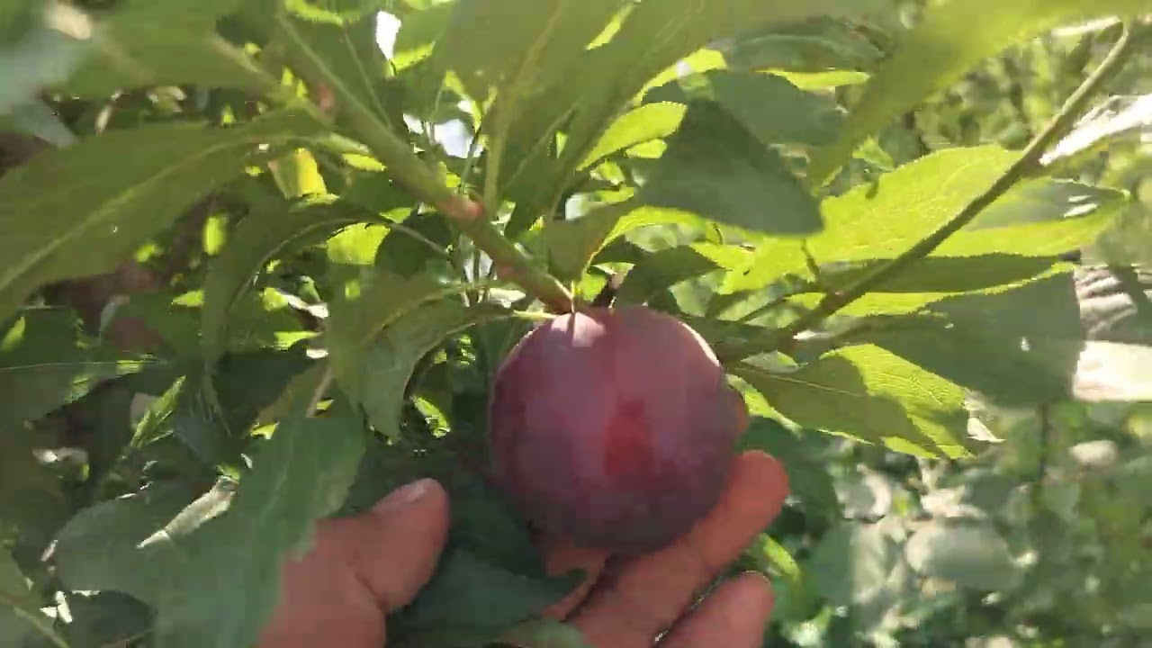 Early queen plum semple  2025