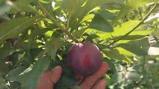 Early Queen Plum Semple 2025