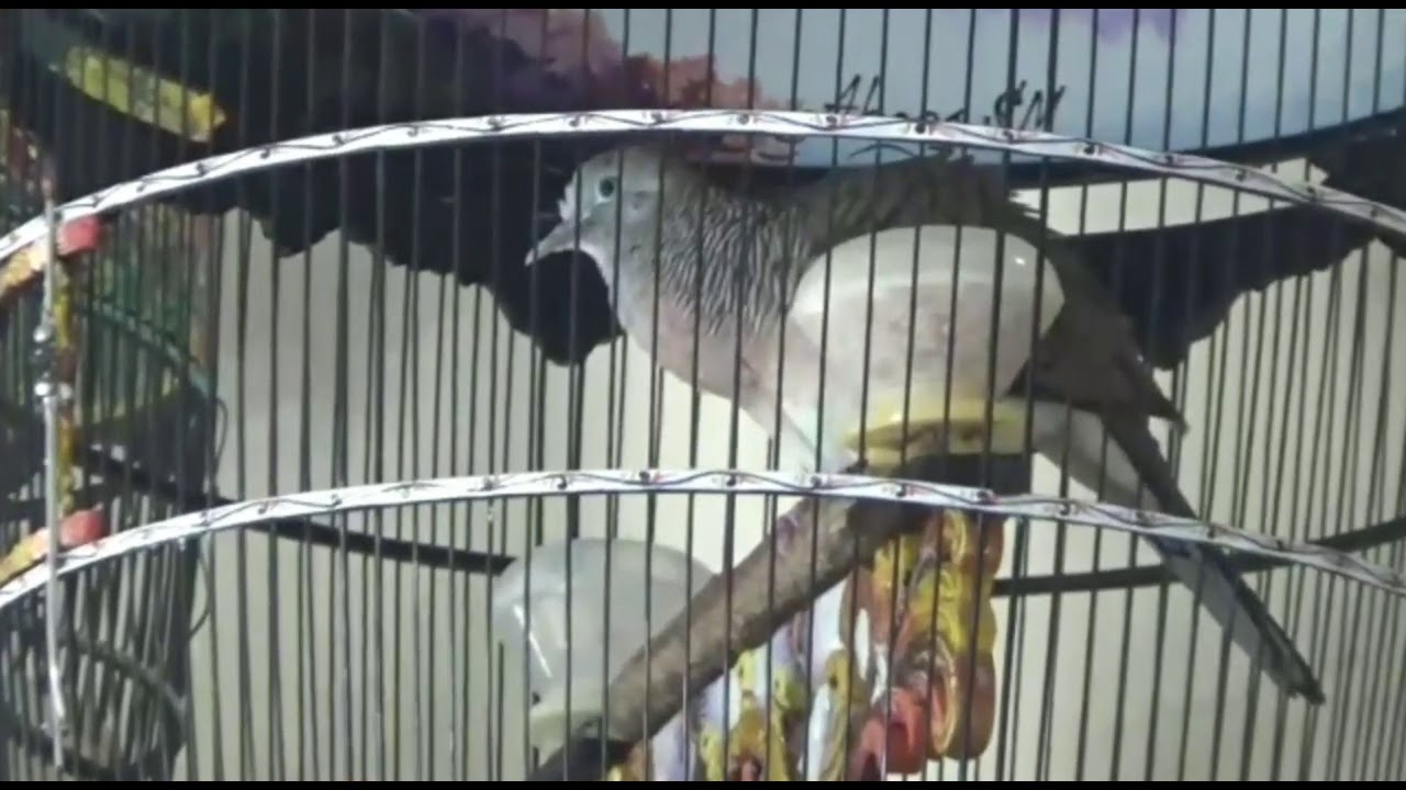 Perkutut Bangkok buat burung pada nyaut semua 