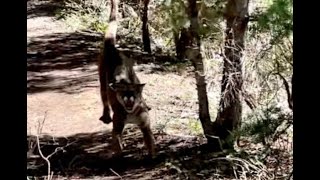 First interview with Utah man who was chased by a mountain lion