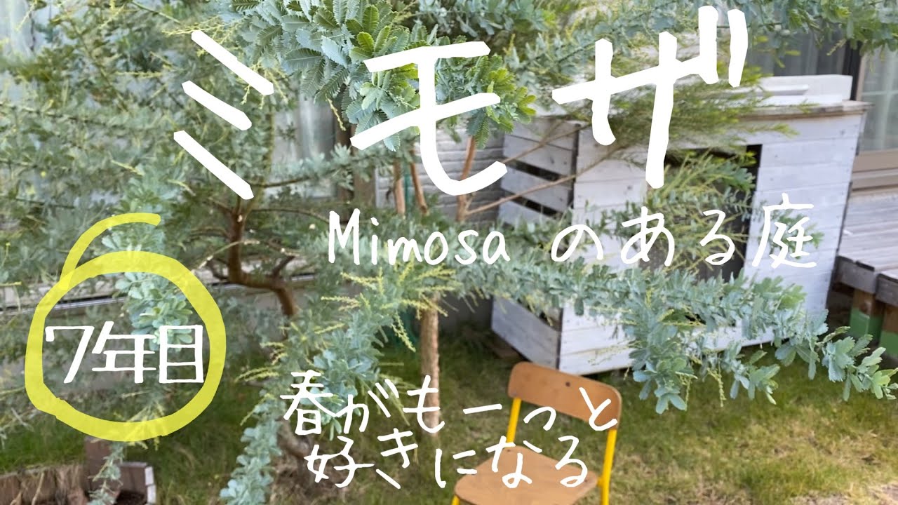 鉢植えから地植えへ カイガラムシの恐怖と春に向けて我が家での育て方 ミモザ Youtube