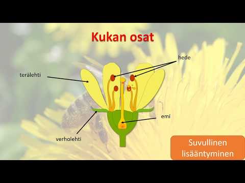 Video: Mitkä Kasvit Vapauttavat Happea Yöllä