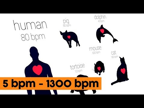 Video: Which Animals Have The Slowest Heartbeat