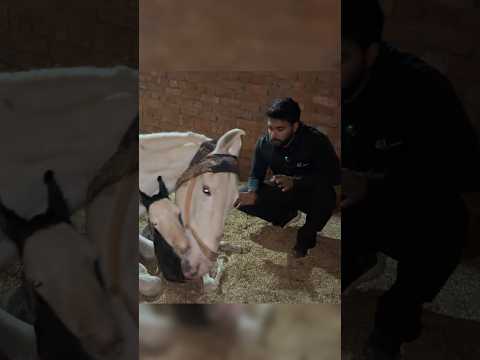 Welcome to phalawan farms 💕🤩