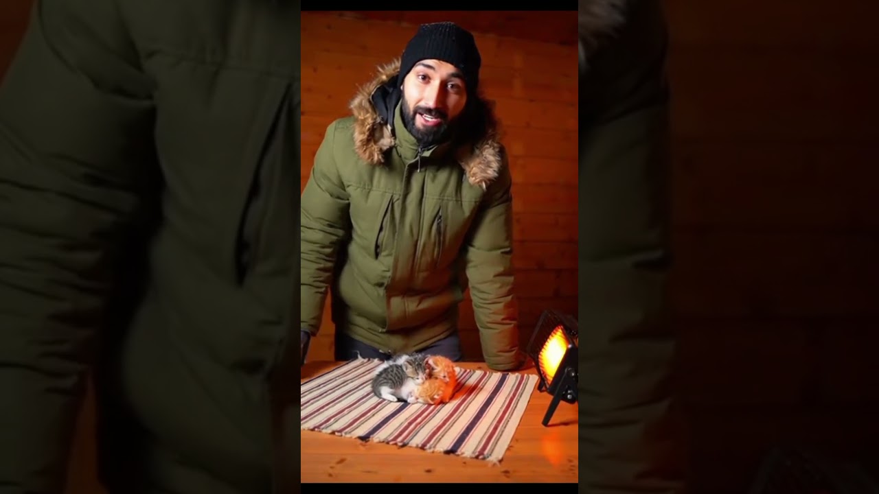 ai cat  rescue video 