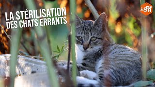 Documentaire   La stérilisation des chats errants