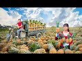 Rewind Timelapse: Harvest 500+ Pineapples, Use 3-Wheeled Vehicle Go to Market | Phương Farm TV