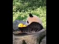 Panda playing with duck toy 熊猫在玩小鸭子玩具 #panda #duck #toys #animals #animal #lovely #interesting