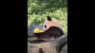 Panda playing with duck toy 熊猫在玩小鸭子玩具 #panda #duck #toys #animals #animal #lovely #interesting