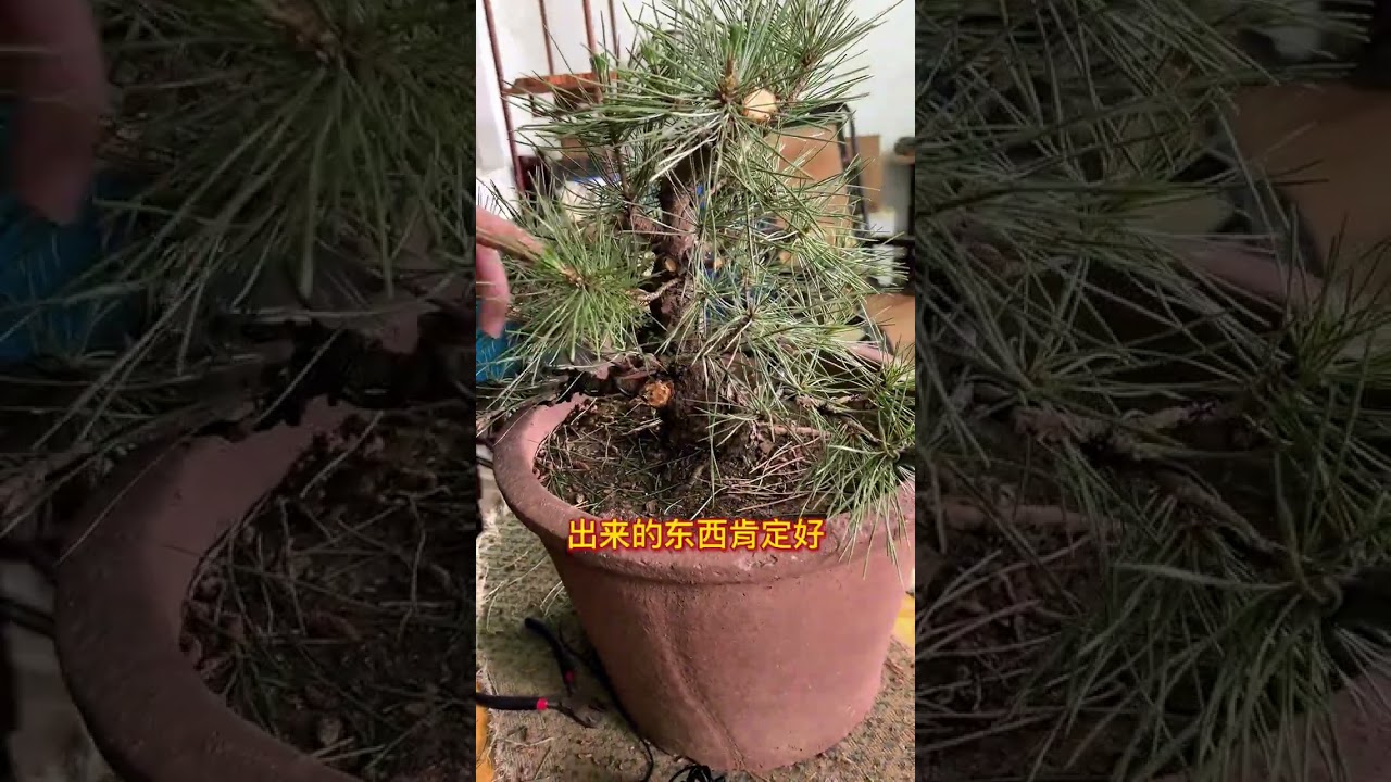 黑松盆景养胚后初做。枝条如何取舍？如何预留芽点？如何取观赏面？#盆景 #黑松盆景 #盆景制作