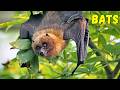 Understanding Bats: Nature's Misunderstood Night Flyers