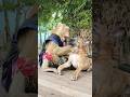 Great SokYaa OG ToTo Animals Are So Awesome Shorts Great SokYaa OG ToTo Animals Are So Awesome Shorts