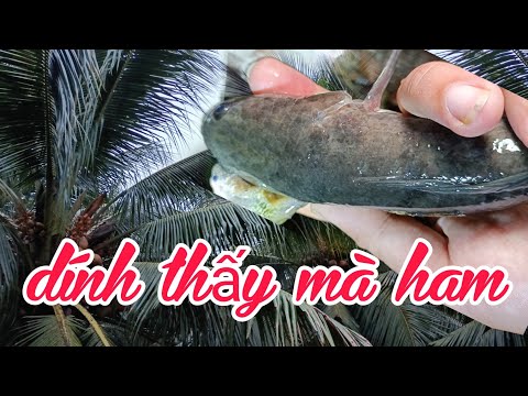 Video Cắm câu vườn dừa bến tre, cái kết nhớ đời - youtube