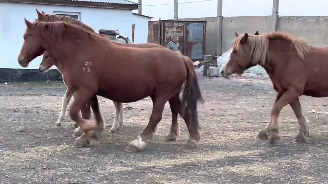 Российская лошадь тяжеловоз. Русский тяжеловоз рядом с лошадью. Белый тяжеловоз конь русский. Пастьба лошадей.