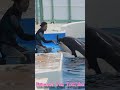 ラビーファミリー可愛すぎ♥ #Shorts #鴨川シーワールド #シャチ #kamogawaseaworld #orca #killerwhale