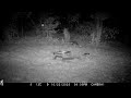 Badgers grooming - 22 September 25