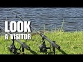 When the wildlife visits... #carpfishing #carp #specimenangling #karp