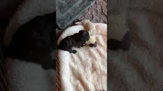 Ashcroft Bedlington Terrier puppy playing w toy