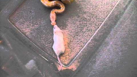 Subadult Albino Ball Python eats a mouse *Warning Live Feeding*