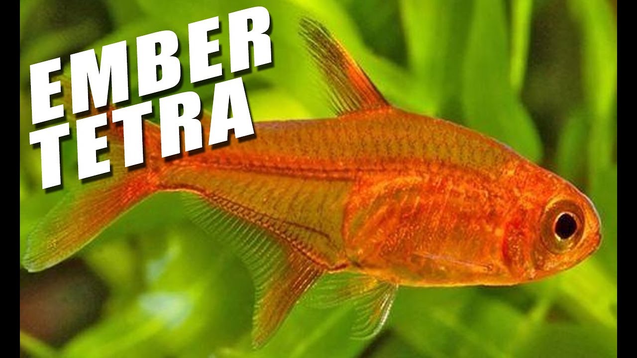 ember tetra with betta