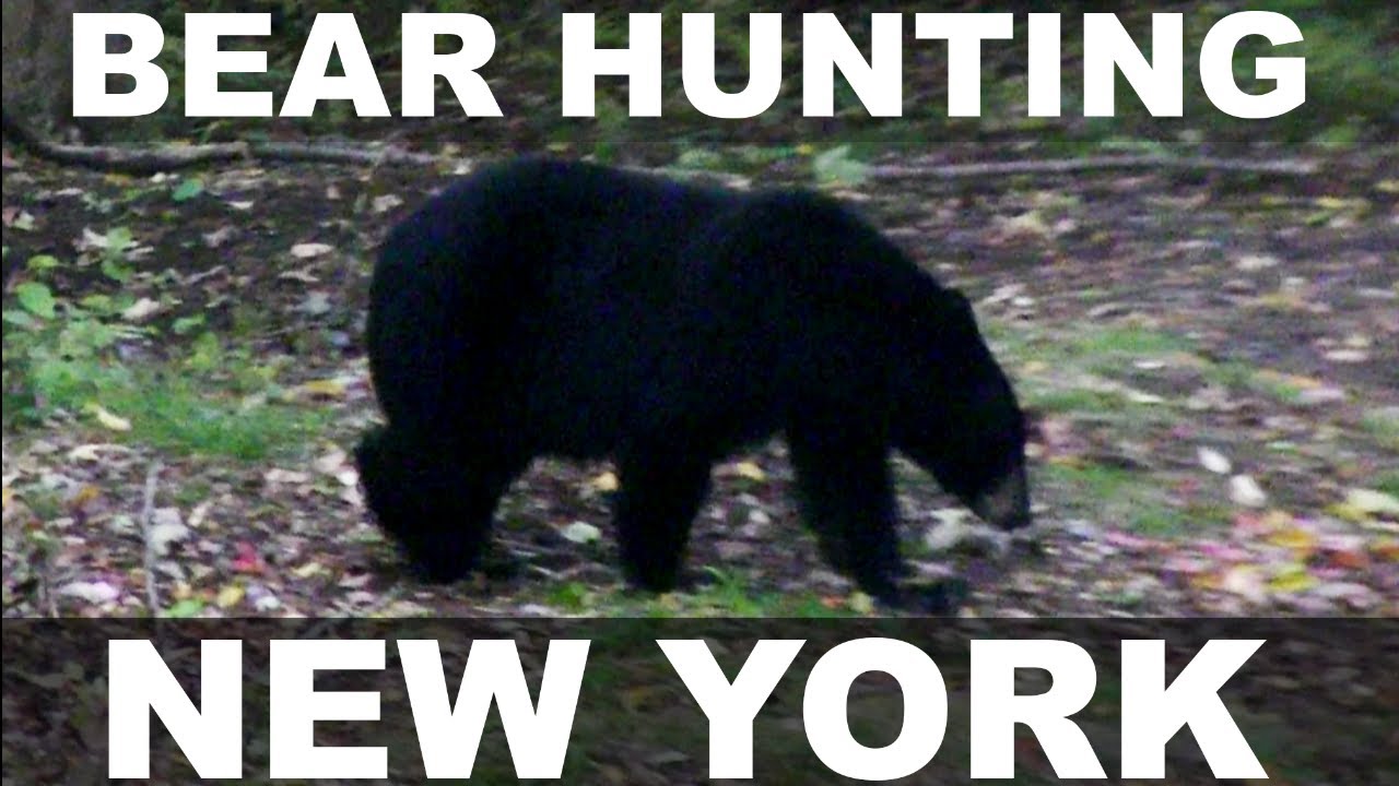Create Meme Bear Hunting Hunting Drunk Hunters On The Hunt