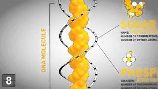 Special Education - genetics