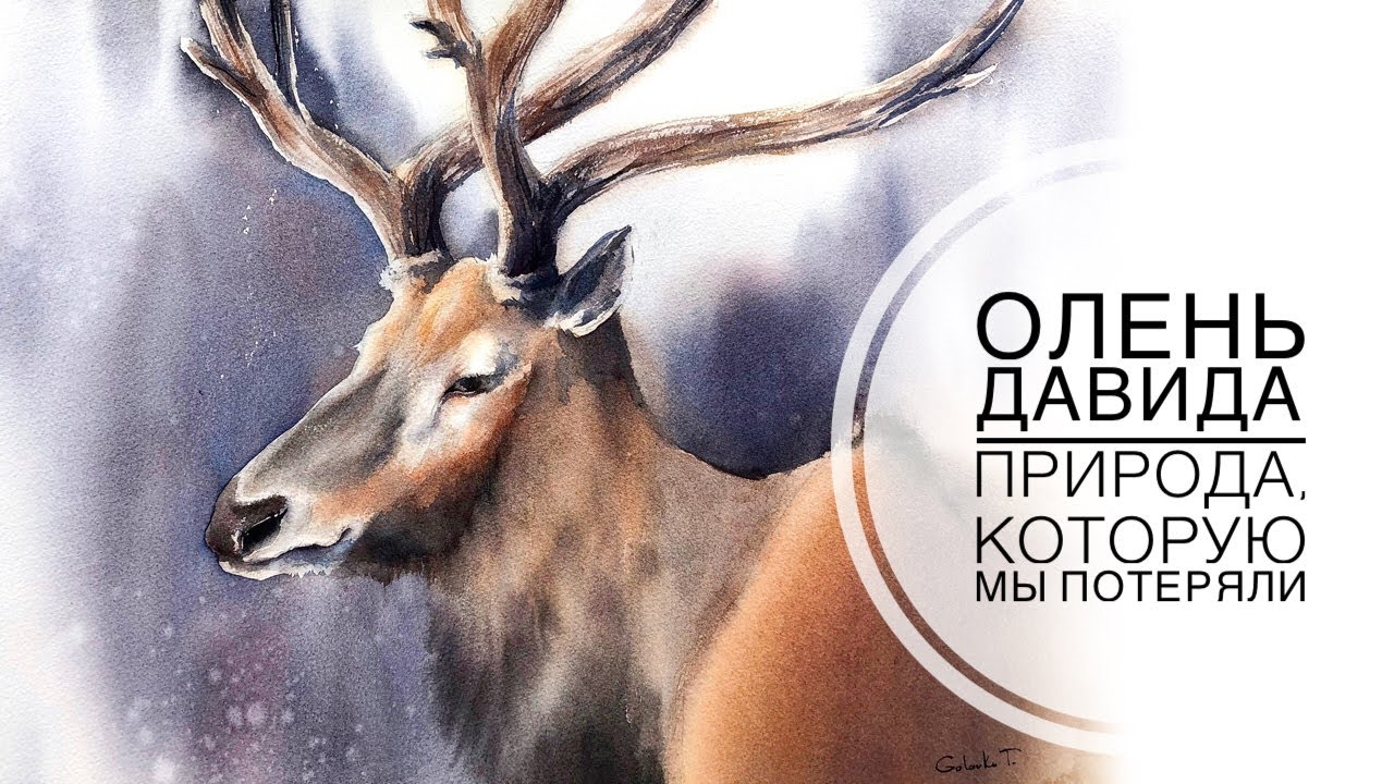 Олень Давида (демонстрационный урок)