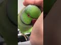 Chirping parrot wants some cuddles