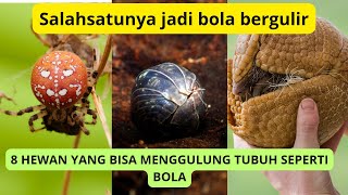 Salah satunya jadi bola bergulir.8 HEWAN YANG BISA MENGGULUNG TUBUHNYA SEPERTI BOLA.