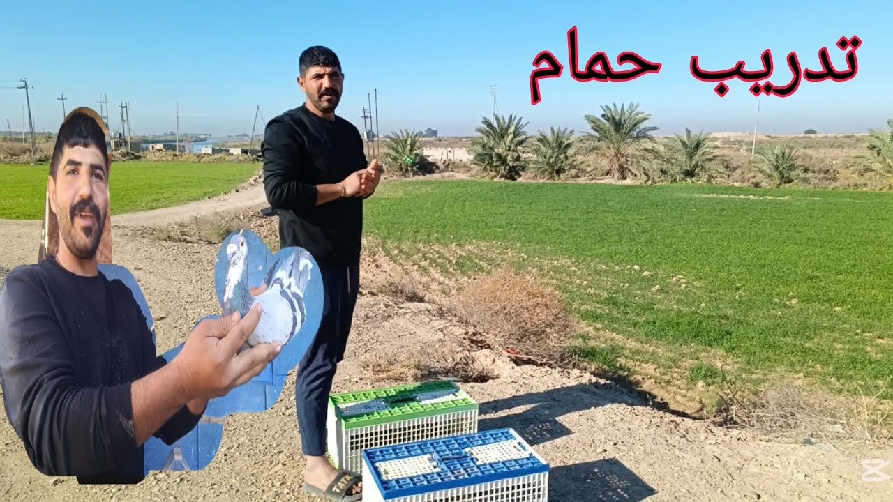 تدريب الحمام زاجل قبل سباق تجهيزه
