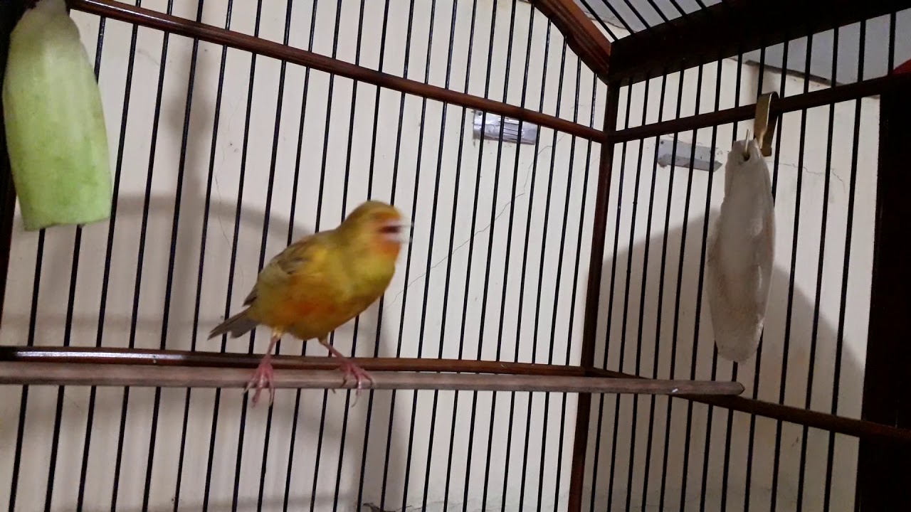 Kenari_14 