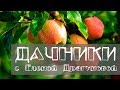 Дачники. Характеристики зимних сортов яблонь