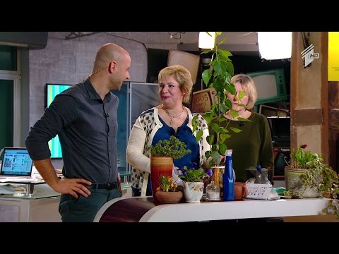 როგორ მოვუაროთ მცენარეებს სწორად - სპეციალისტების რჩევები